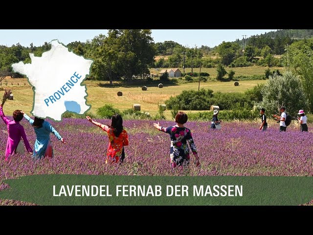 Lavendelblute Provence Wann Bluht Der Lavendel