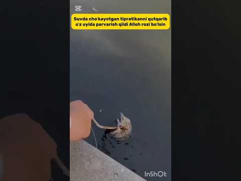#hedgehog #rek #reels #islam #shorts #trend #music #muslim #nasheed #ilm_bu_nurdir #shayx #newsong