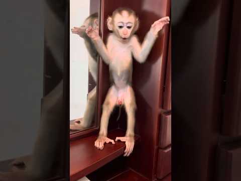 Bryyan is timeout coz he make a mess ?#monkey #love #littlemonkey #monkey #cute #cutebabies