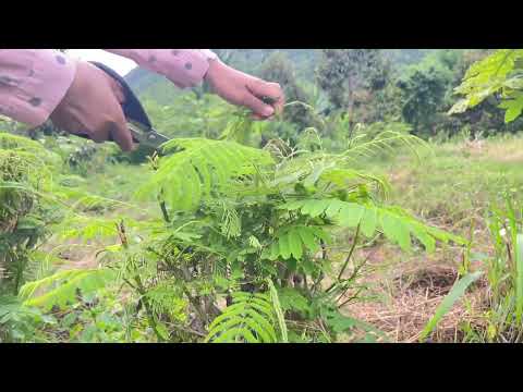 Climbing Wattle Cuttings Made Easy
