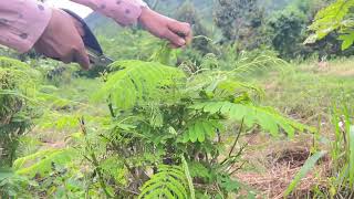 Climbing Wattle Cuttings Made Easy