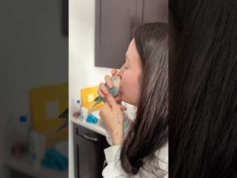 Picked up my child today #funnypets #tiktok #funnyanimals #tiktokers