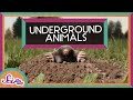 Subterranean Animals and Their Adaptations