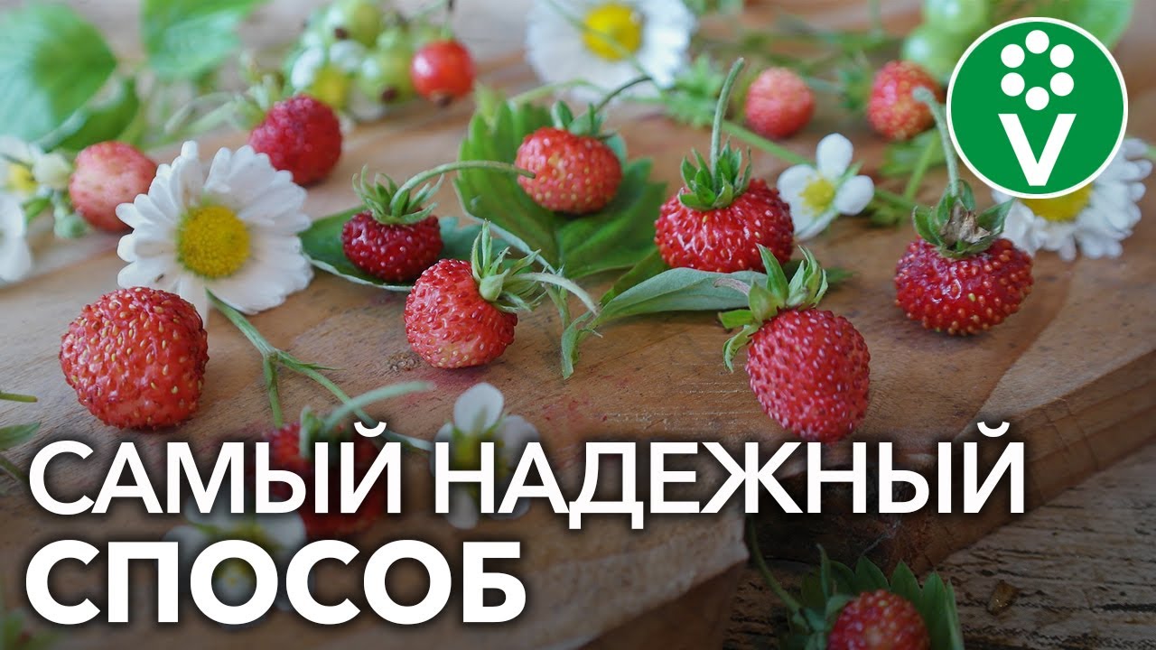 Выращивание земляники из семян. Отличный урожай в год посева!