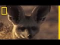 Bat-Eared Foxes: Life and Behavior
