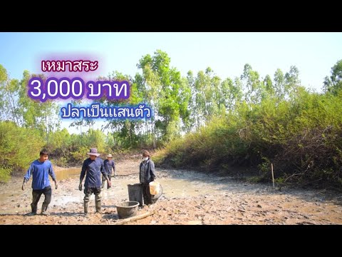 เหมาสระ 3,000 บาท ฝูงปลานับเเสนตัว พึ่งเคยเจอเเบบนี้ สุดยอดจริงๆ / บ้านนอก EP.449