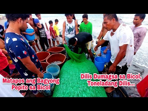 Bicol Region matapos ang Bagyong Pepito bumuhos ang Biyaya ng Diyos. Toneladang Dilis nahuliSa Bicol