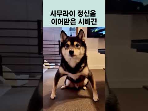 사무라이 정신을 제대로 이어받은 시바견 #sibainu #dog #댕댕이