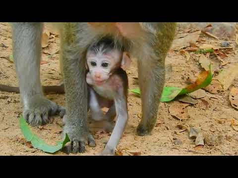 I Discovered The CUTEST Baby Animals Ever!