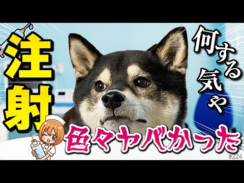 健康診断をしたら色々ヤバかった柴犬