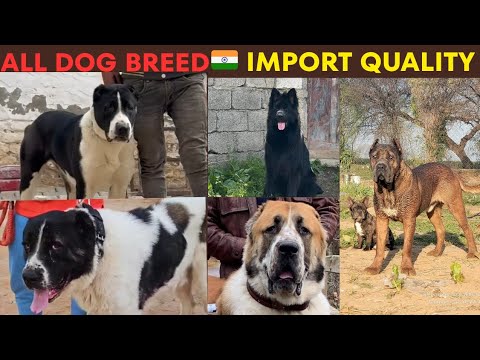 भारत में शेर तेंदुआ को भी हरा देने वाली कुत्ते की नसले | Alabai Puppy available , Cane Corso Puppy