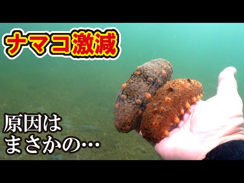 海の掃除屋【ナマコ】が激減！原因は産卵前に死んでいる！？