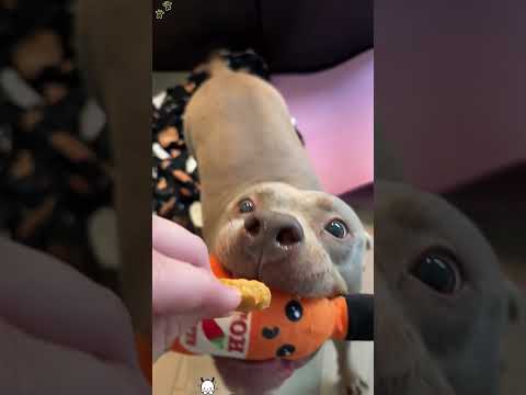 🐶:Give Me Food!!#dog #funnydog #food #dramatic #face #youtube #foryou