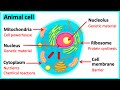 Functions of Animal Cell Structures