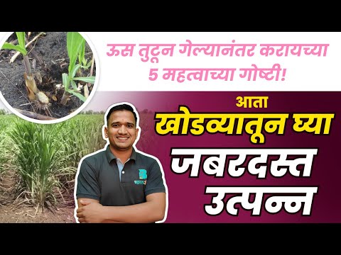 ऊस तुटून गेल्यानंतर करायच्या 5 महत्वाच्या गोष्टी🤔| खोडवा ऊस व्यवस्थापन | khodwa us niyojan #us #ऊस