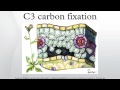 C3 and C4 Plant Adaptations