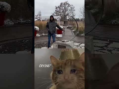 Try not to Cry  #cat #short #sad