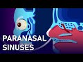 Sinus Anatomy and Functions