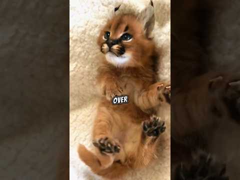 This abandoned caracal's finally found a home for himself 🥹💕 #heartwarming #wholesome #stories