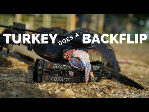 Suburban Turkey Hunt: Turkey Does BACKFLIP!!