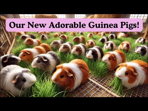 Meet Our Newest Farm Pet Adorable Guinea Pigs!