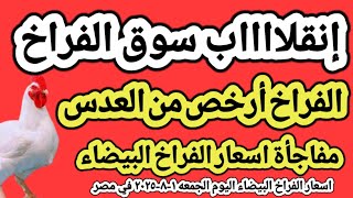 اسعار الفراخ البيضاء اليوم/ سعر الفراخ البيضاء اليوم الجمعه ١-٨-٢٠٢٥ في مصر جمله وقطاعي