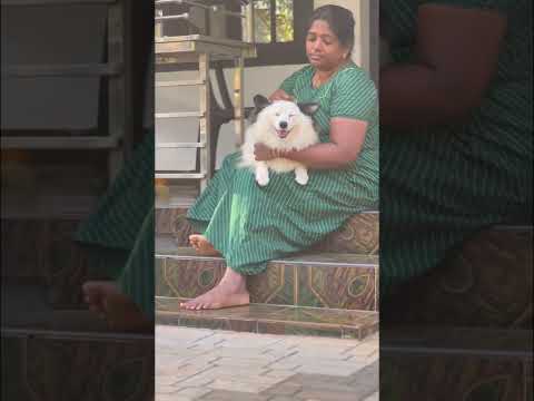 chekkan vere level aane😍😍😘@vichuzappuzvlog1236 #puppy #short #shortvideo #dog #doglover