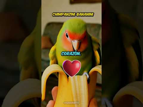 🐾 ¡Los Brainrots se volvieron mascotas! ¿Cuál adoptas primero? 🧠💖