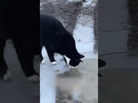 Este Ratón Sorprendió a este Gato 🐀