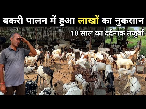 बकरा पालन की 10 साल की कड़वी सच्चाई | 10 Years Experience in Goat Farming | Goat Farm Tour