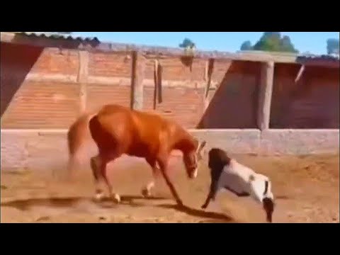 Лошадь упала от удара барана.
