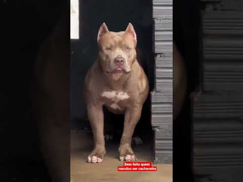 #humor #vizinha Quero ver levar as calcinhas da vizinha