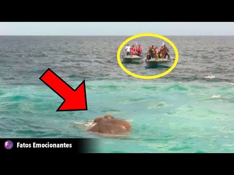 MARINHEIROS PULAM NO MAR APÓS IDENTIFICAR MASSA MISTERIOSA NA ÁGUA!