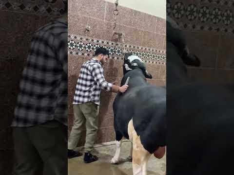 الله اكبر انتاج أعلاف المؤسسه