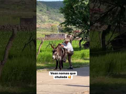 Qué hermoso #viralvideo #caballos #viral