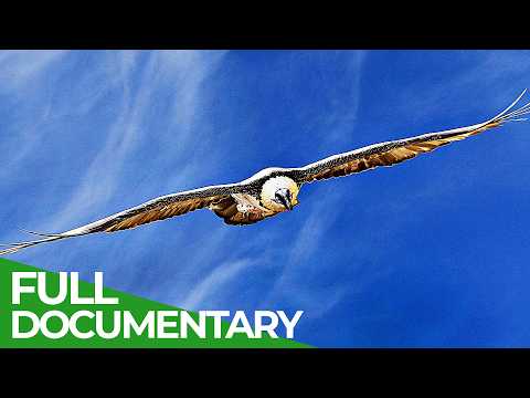 Kings of the Sky: A Rivalry Above the Alps | Free Documentary Nature