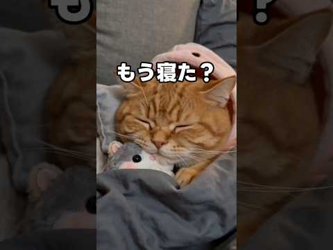 ルナが寝たあと、なにしよう?#癒やし #猫動画 #cat #cute #子ネコ #好きな子猫 #猫好きさんと繋がりたい #猫のいる暮らし #猫のいる生活
