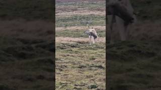 Bringing one back #ferreting #rabbiting #huntinguk #lurcher #workinglurcher