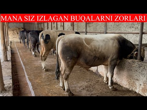 MANA SIZ IZLAGAN BUQALARNI ZO’RLARI DEXQONCHILIK BUQALAR TAROZIGAHAM BERILADI