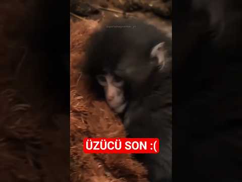 Doğanın En Trajik ve Talihsiz 6 Anı
