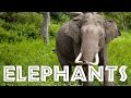 Elephant Behavior and Conservation