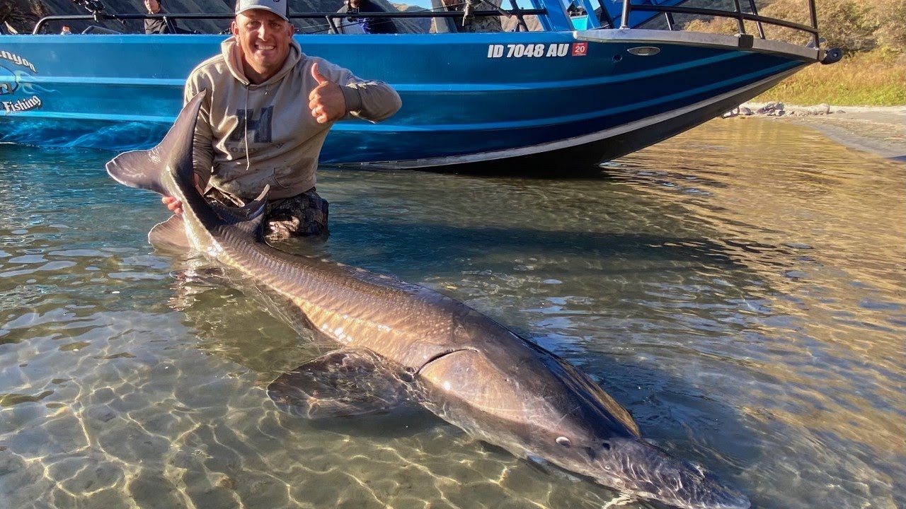 Monster sturgeon! Catch clean cook awesome beast!