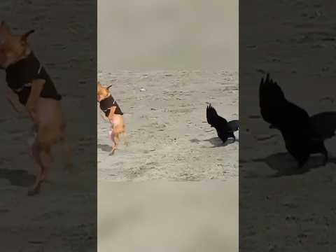 Bird VS dog#pets #funny #dog #happy