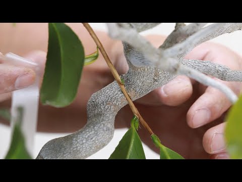 良い椿盆栽の作り方　衣替え　椿(出雲大社)