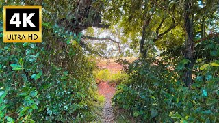 Relaxing Nature: Paddy Field POV with Rain Sounds | ASMR for Sleep & Relaxation | Hadhik Afa