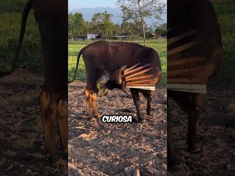 Una Solución Curiosa para la Vaca