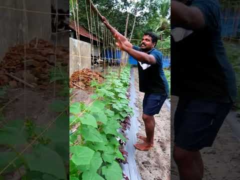 പെട്ടന്ന് വിളവെടുക്കാവുന്ന കുക്കുംബർ