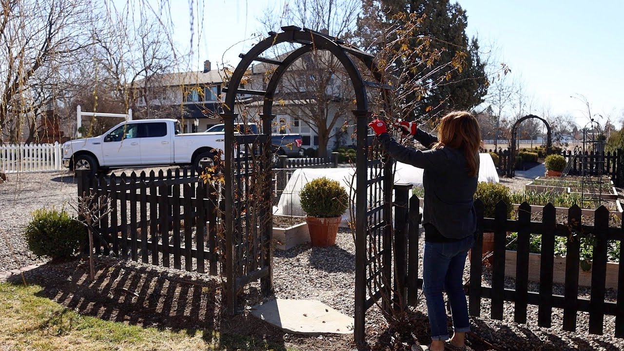 Pruning Climbing Roses on a Trellis, Arbor & Obelisk!