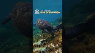 Make It Official: Vote Philippines for Asia’s Leading Dive Destination | World Travel Awards 2025