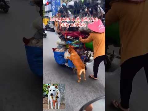 Lu giỏi quá!#shorts #dogsfunny